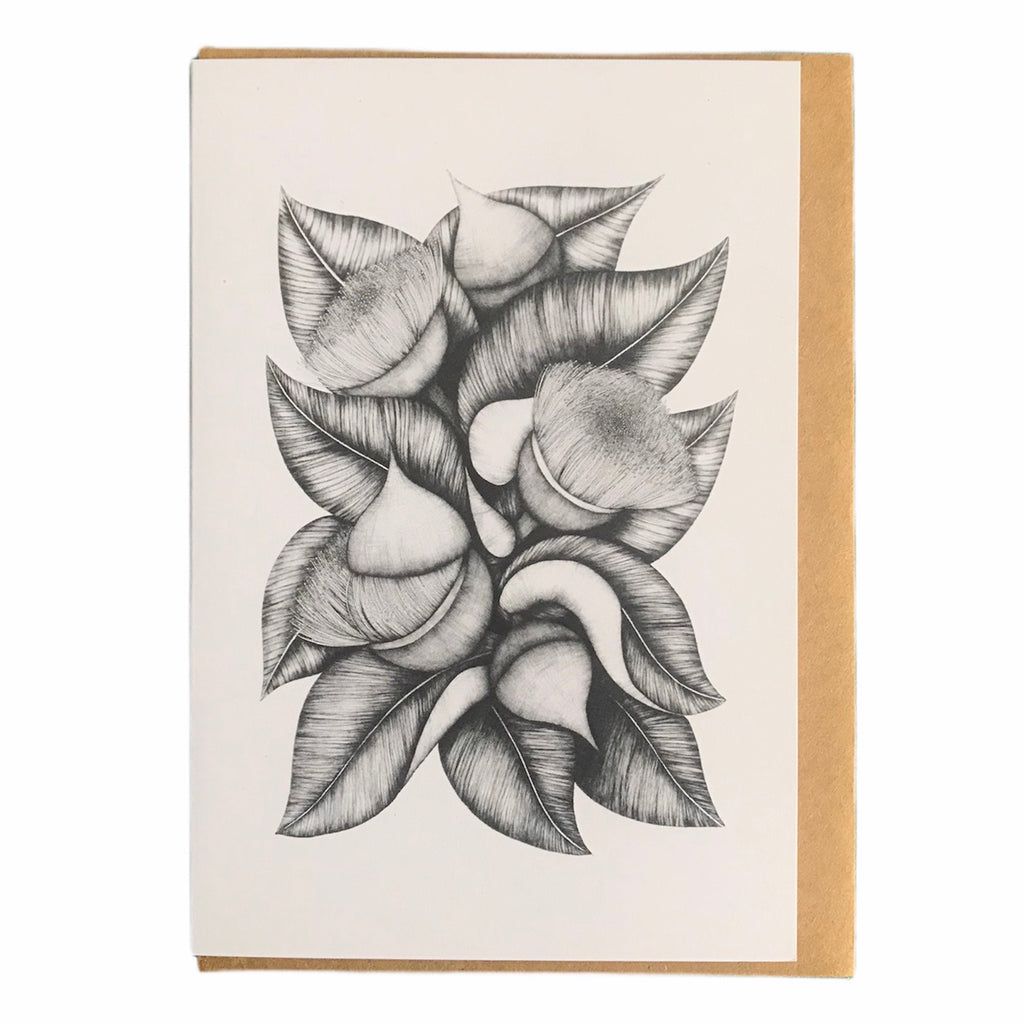 Eucalyptus Macrocarpa